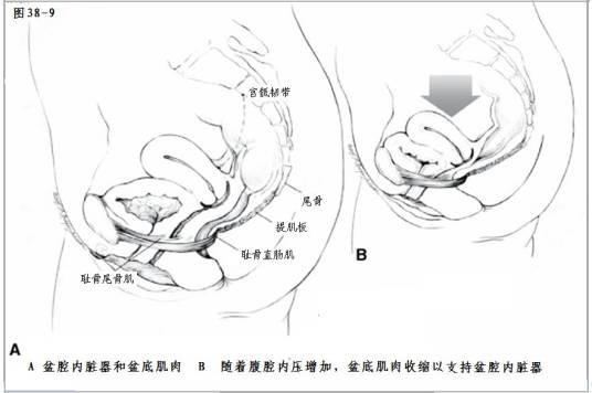 肛门括约肌