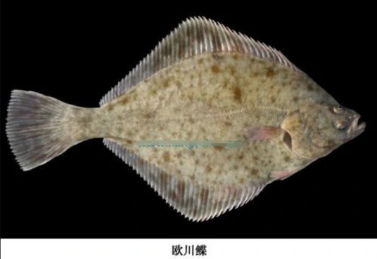 欧川鲽