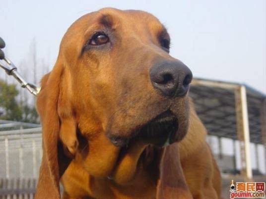 英国寻血猎犬