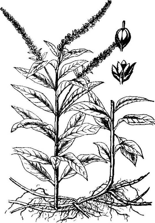星宿菜(报春花科珍珠菜属植物)