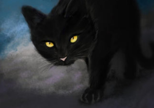 家里来了只黑猫好不好