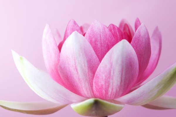 英文名叫Lotus怎么样？