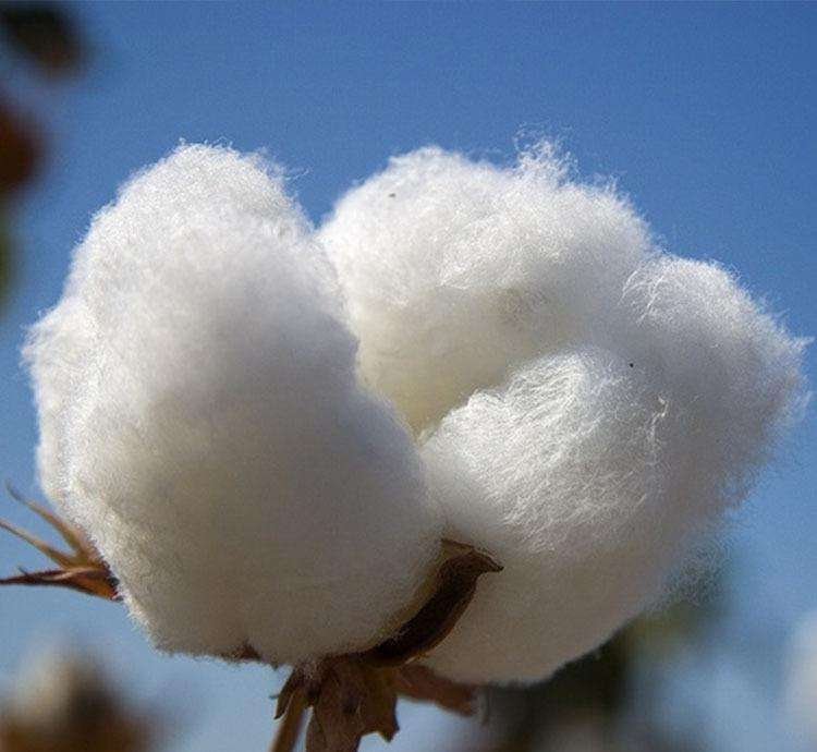棉花的花语是什么？