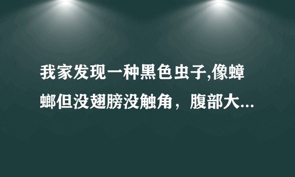 我家发现一种黑色虫子,像蟑螂但没翅膀没触角，腹部大,头小,是买完鸡，泡在水里然后它们就趴在鸡上了！