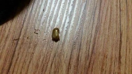 黑毛皮蠹为什么会出现在屋里