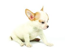 吉娃娃和鹿犬的区别是什么？