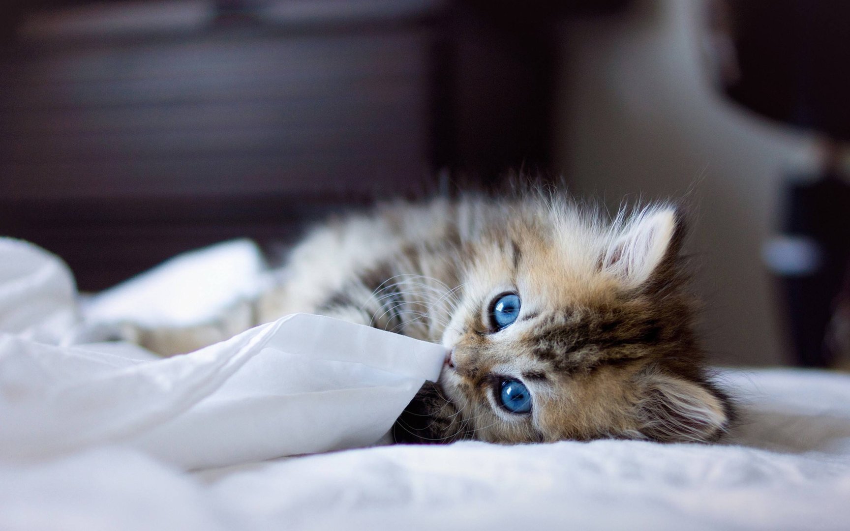 猫咪长时间不见主人的话会想念吗？