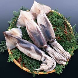 常见的海鲜种类图片及名称有哪些？