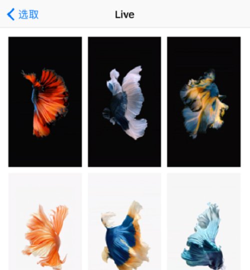 ipad怎么设置动态壁纸，就是抖音上的