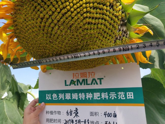 向日葵一天内什么时候开花?