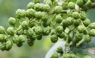 藤椒的功效?