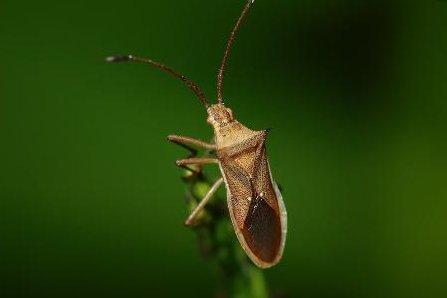 怎样消灭臭屁虫？