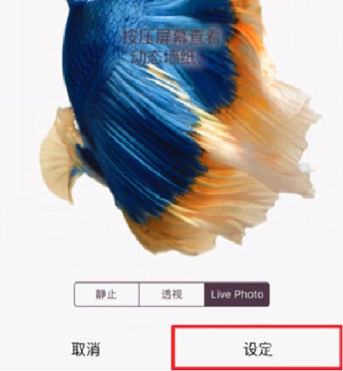 ipad怎么设置动态壁纸，就是抖音上的