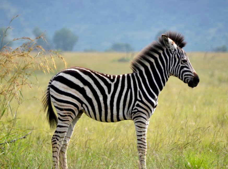 ZEBRA是什么意思？