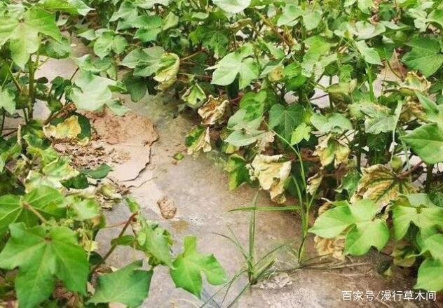 硫酸亚铁肥料适合哪些花卉？