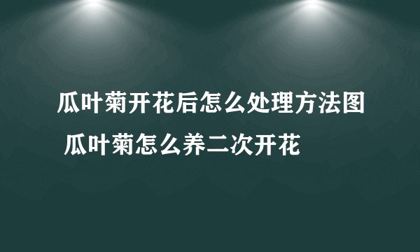 瓜叶菊开花后怎么处理方法图 瓜叶菊怎么养二次开花