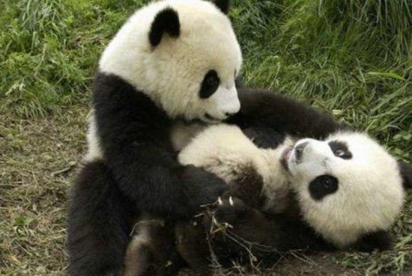 我们的国宝熊猫,是在什么时候成为了国宝呢?