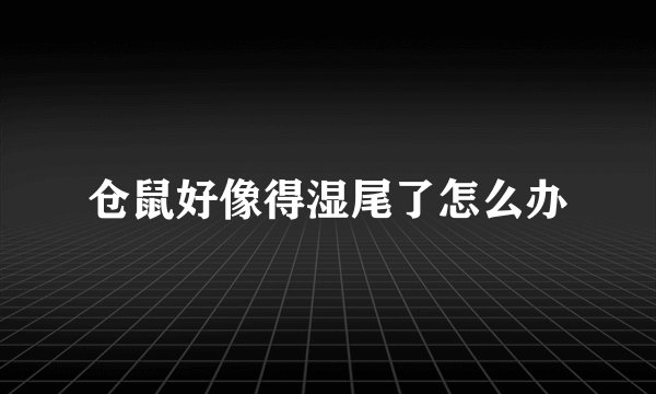 仓鼠好像得湿尾了怎么办
