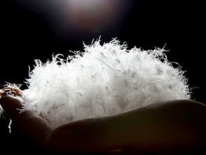 灰鸭绒与白鸭绒哪个比较好