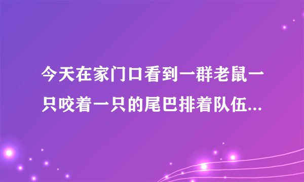 今天在家门口看到一群老鼠一只咬着一只的尾巴排着队伍走 有什么寓意？
