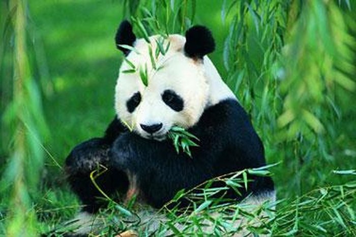 中国大熊猫的品种有几个类别?