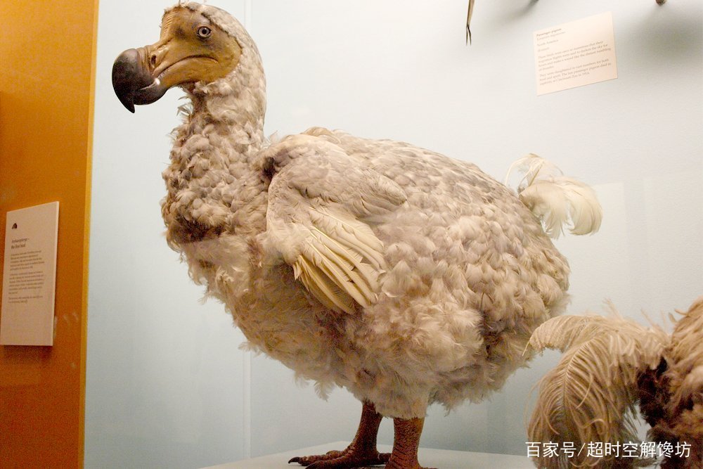 渡渡鸟是什么样的鸟，最后为什么灭绝了？