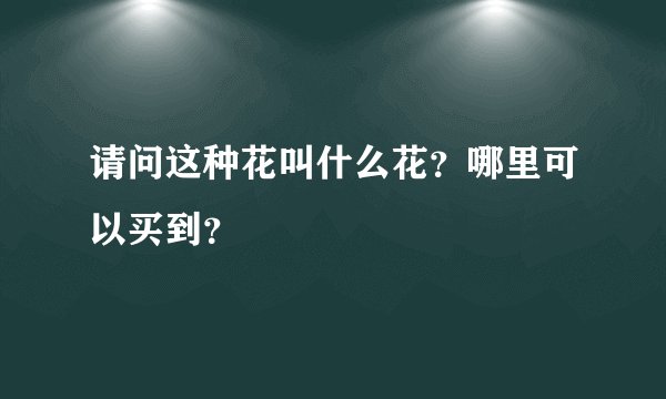 请问这种花叫什么花？哪里可以买到？