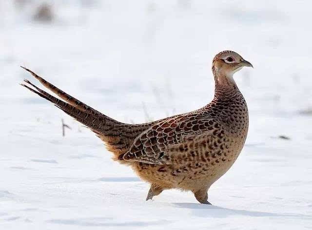野鸡属于野生保护动物吗？