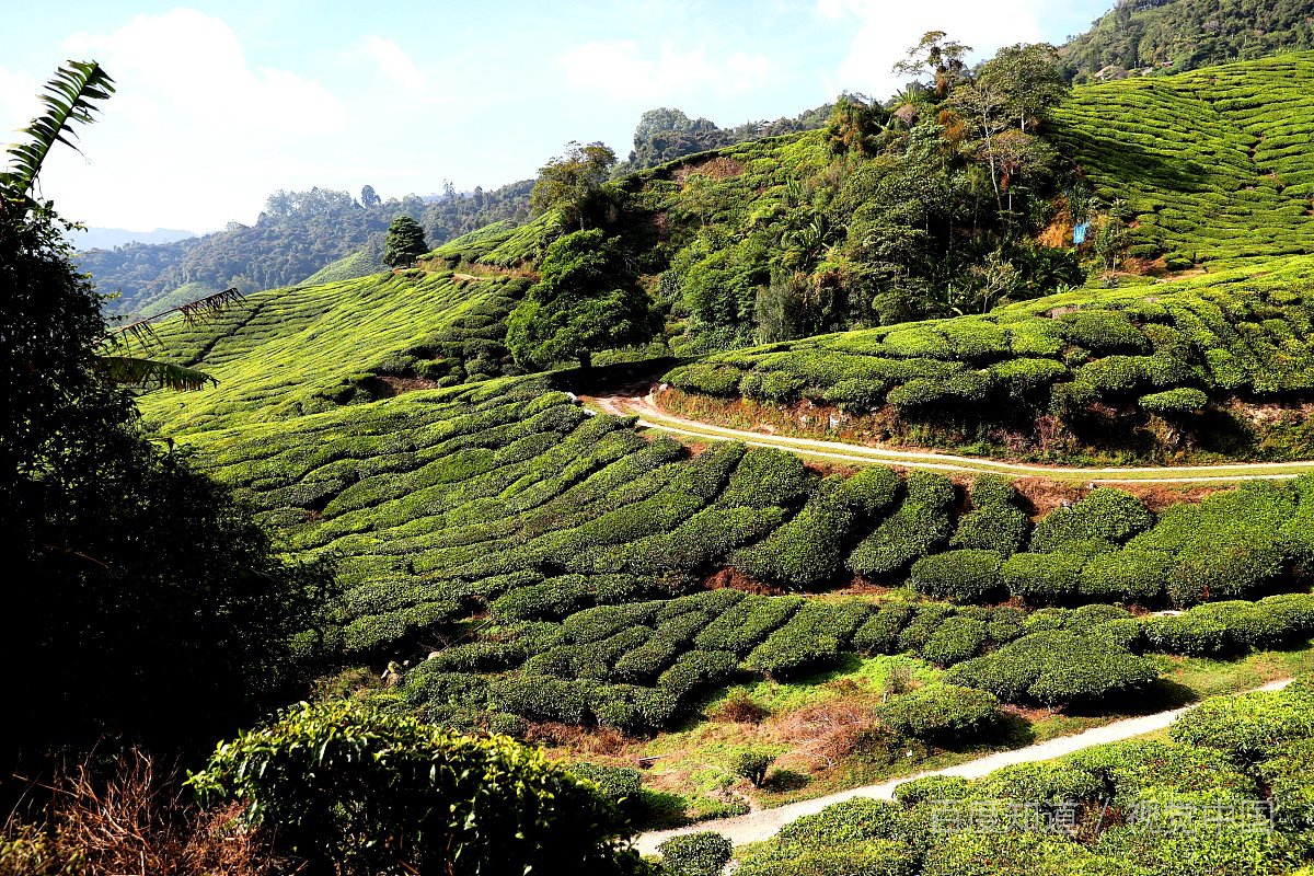 哪种茶叶是采用茶果间种植的?