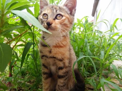 猫咪长时间不见主人的话会想念吗？