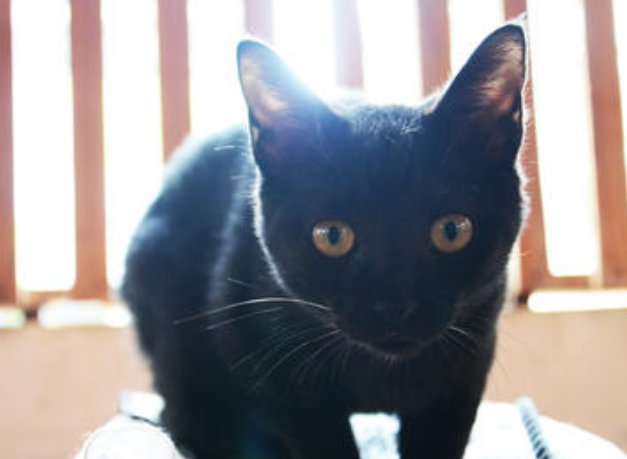 家里来了只黑猫好不好