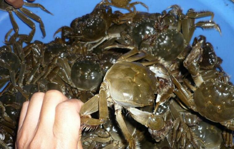 河蟹和海蟹的区别是什么?