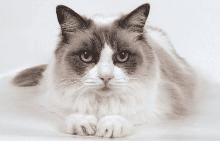 纯种布偶猫要多少钱一只？