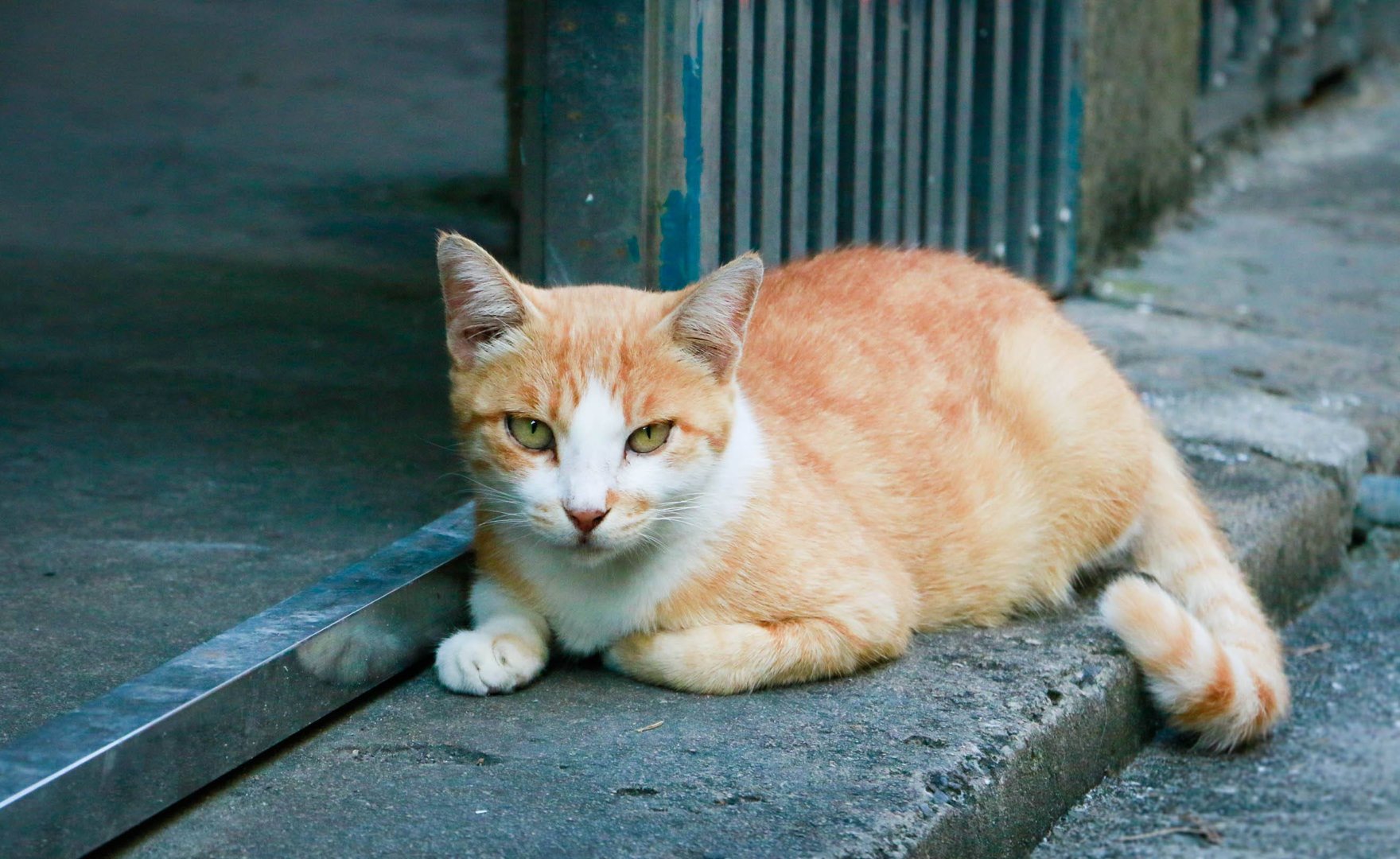 猫咪长时间不见主人的话会想念吗？