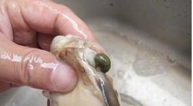 河蚌的做法前期处理