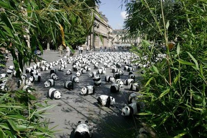 中国大熊猫的品种有几个类别?