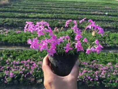 芝樱花种子怎么播种