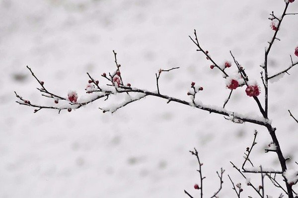 急求下雪的诗句~!!!!!!!!