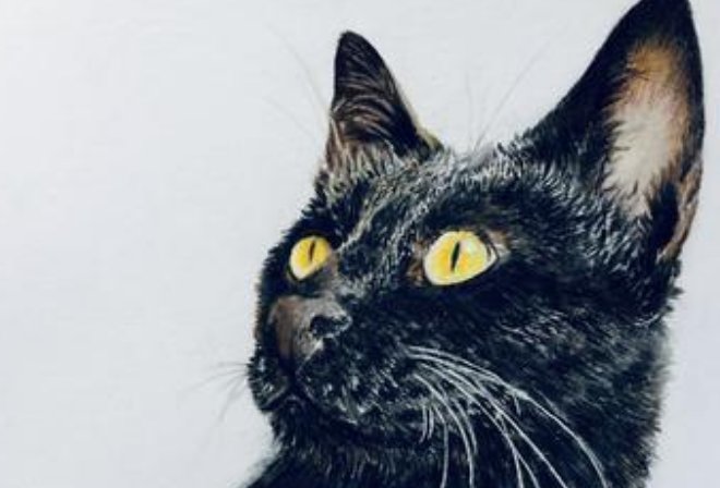 家里来了只黑猫好不好