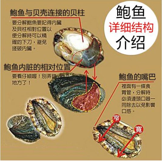 怎么弄鲍鱼内脏