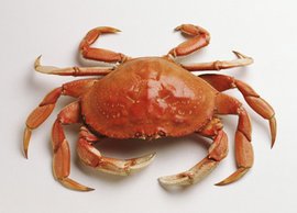 常见的海鲜种类图片及名称有哪些？