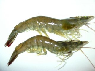 常见的海鲜种类图片及名称有哪些？