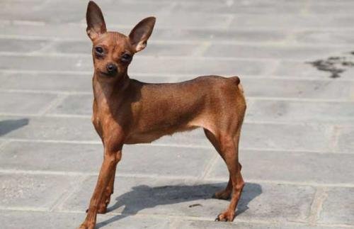 吉娃娃和鹿犬的区别是什么？