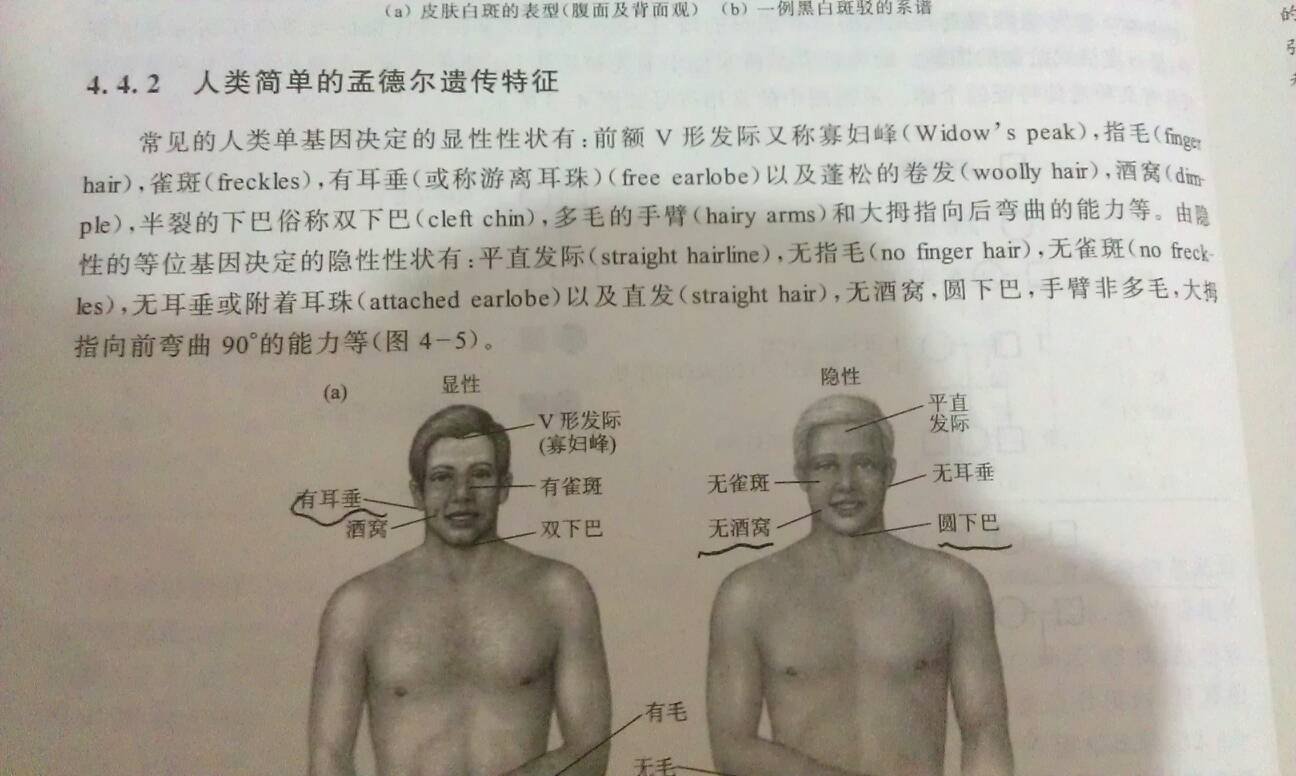 酒窝是显性遗传吗