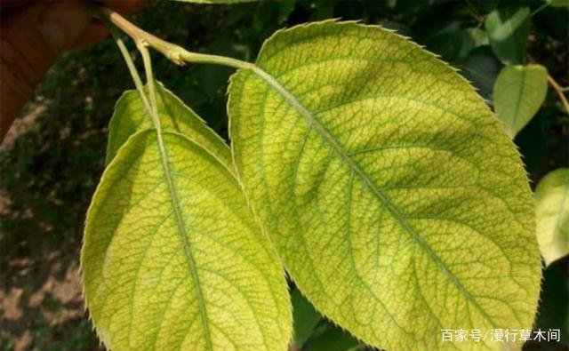 硫酸亚铁肥料适合哪些花卉？
