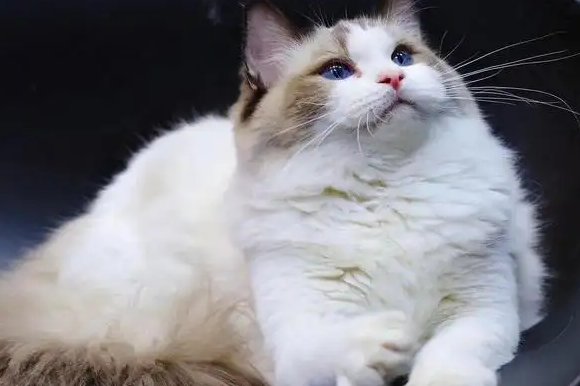 哪个平台卖宠物猫