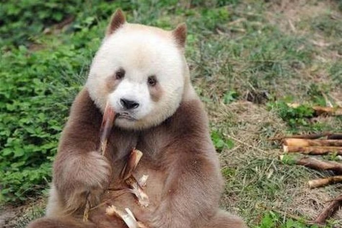 中国大熊猫的品种有几个类别?