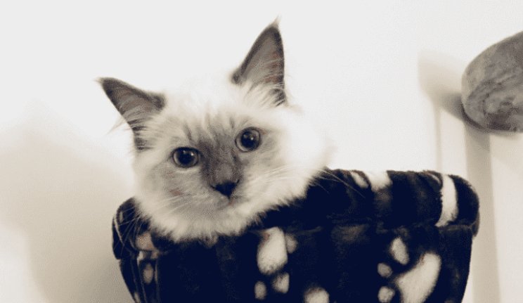 纯种布偶猫要多少钱一只?