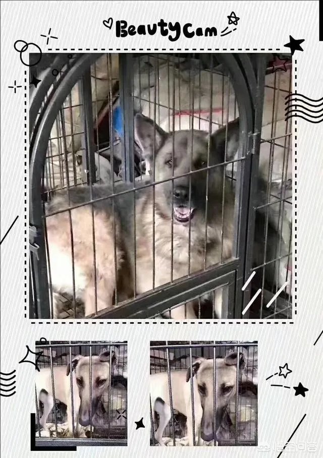 保定一老人卖房救助流浪狗,救助站不慎失火,为抢救狗狗烧伤半边脸,这个事你怎么看?