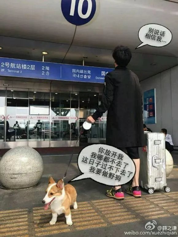 李雨桐已出部分证据,薛之谦该如何应对?